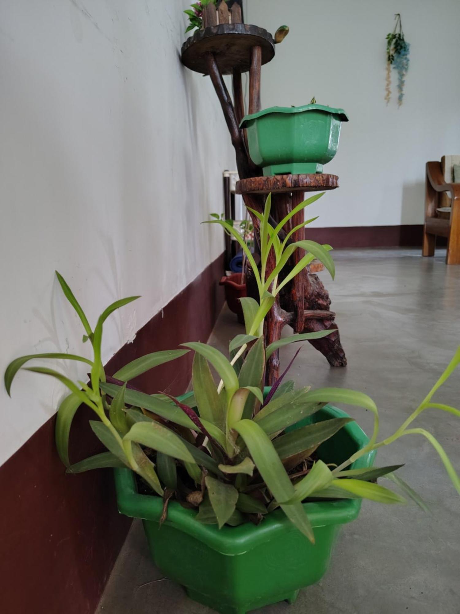 Gayatri Homestay Dibrugarh Exterior foto